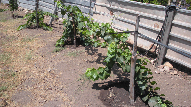 Terreno apto para vinedos de siembra de Pinot Noir y otros